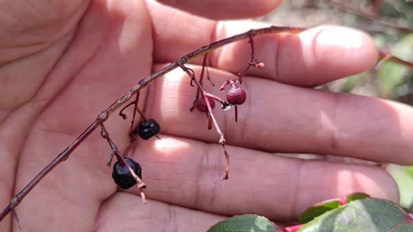 嘉義縣最遙遠的南霞山2698981