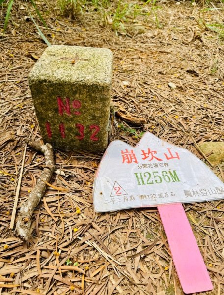 追逐139的金黃花海/相思樹 順訪崩坎山 松子嶺 樟普寮山 西施厝坪山和小百岳橫山3046469