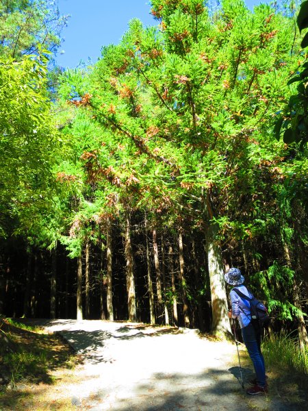 如童話般的森林步道-武陵桃山瀑布步道1190737