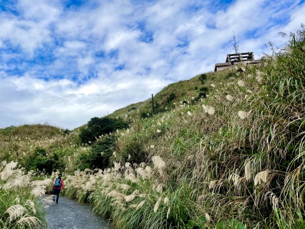 黃金十稜 龍洞稜 和美山登草山1220985