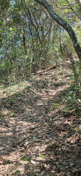 2026-0315 桃園虎頭山3015941