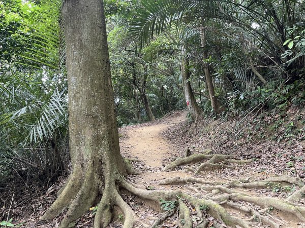 [微笑山線_第一段] 2025_0720 大棟山系_青龍嶺2843469