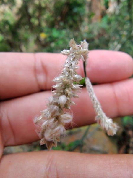 霧里乙部落-舊內文社-霧里乙山東北峰-霧里乙山-霧里乙南山-獅子頭山2766074