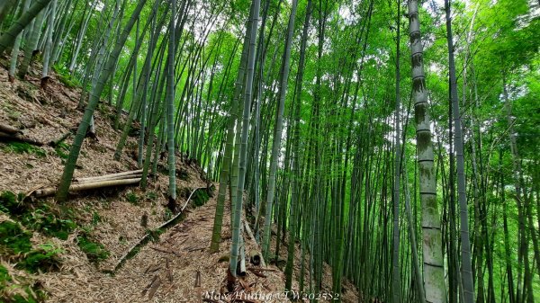 《台中》優美稜線｜橫嶺山自然步道（大雪山社區南登山口）202505312800146