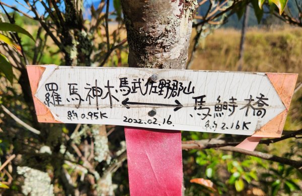 【中級山縱走】羅馬縱走，走進神木的夢幻童話森林世界2943237