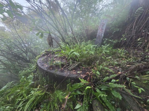 20260819九芎林山西北峰-主峰-土地公嶺3111505
