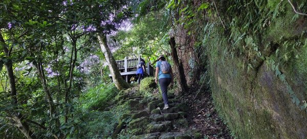 2025/11/22_五指山橫向登山步道+仙洞步道 O型2944182