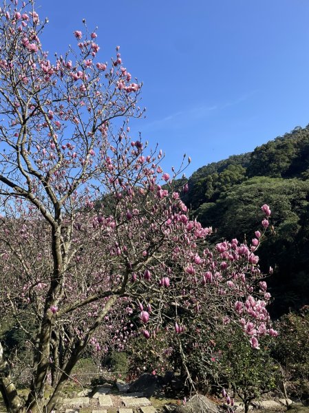 楓樹湖古道3012062