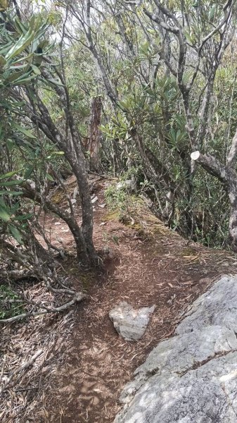 20251010 大雪山國家森林遊樂區 - 船型山林道 登 烏石坑山2911174