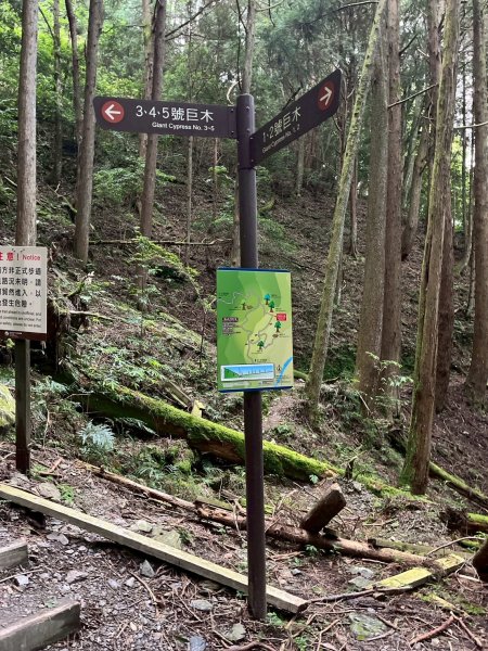 新竹 五峰 觀霧國家森林遊樂區 蜜月小徑+檜山巨木群步道2811465