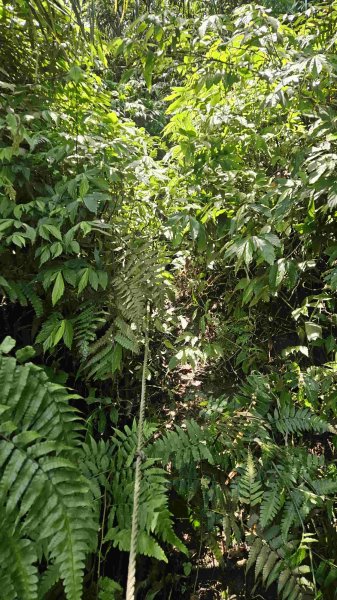 20250429蛇子形古道稜線段-八分寮古道-三角尖山-尪仔上天山-八分寮頂山2773577