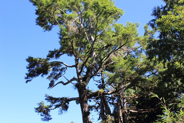 太平山檜木原始林→鐵杉林步道P型261469