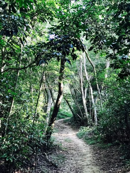 頂福巖登山步道157994