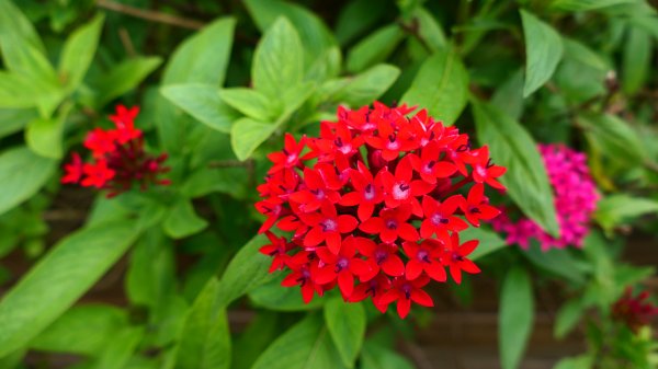 白石湖沒有百合花。晶片關稅2781544