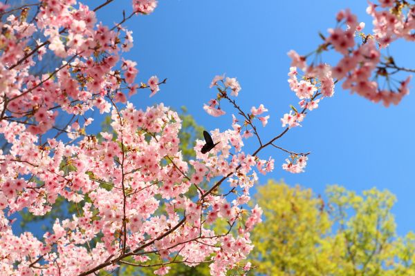 拉拉山的櫻花286518