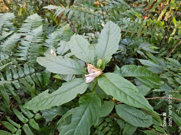 復興三尖老么之那結山1520m(嘎色鬧上)全紀錄2915489