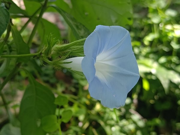 塘湖古道看到的花花草草2593931