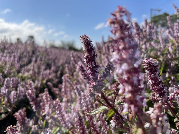 【桃園】紫爆來襲！戀戀仙草花1541382