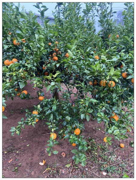 明德水庫(日新島)2687385