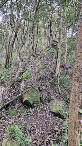 20260203石頭厝山-如意湖-彩虹橋稜線2996790