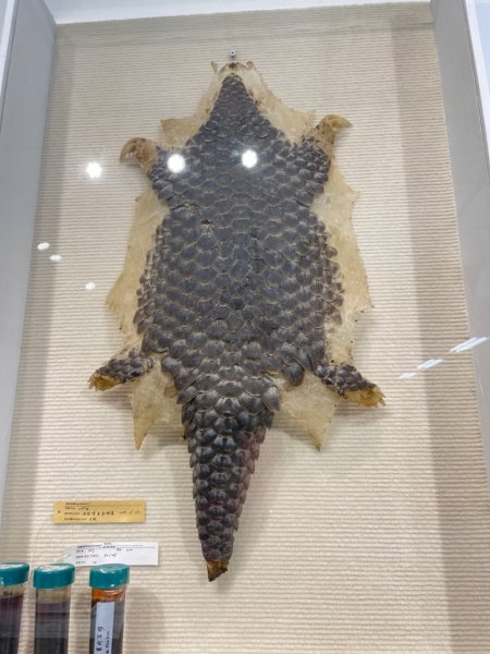 雨天備案💙 台灣博物館的古生代館-台大動植物館免費參觀-北投♨️季2807514