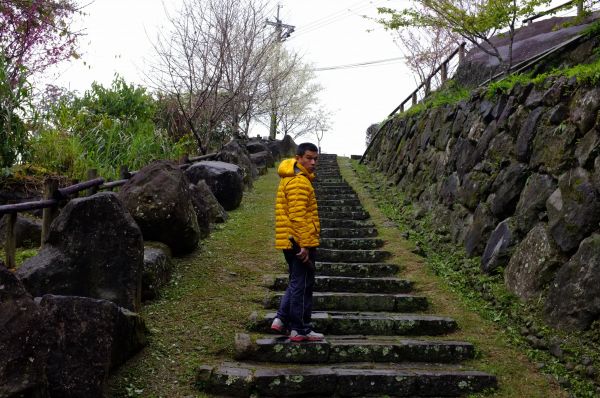 迷糊步道之白櫻花336385