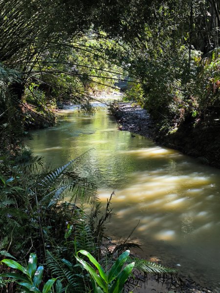 2024-08-22 澀水森林步道2578392