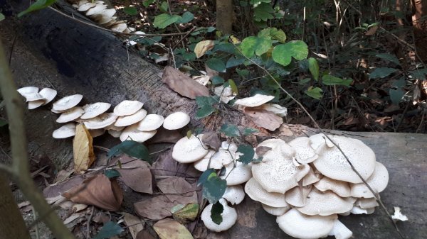 2019 03 27 紅毛埤山&大湖尖山552833