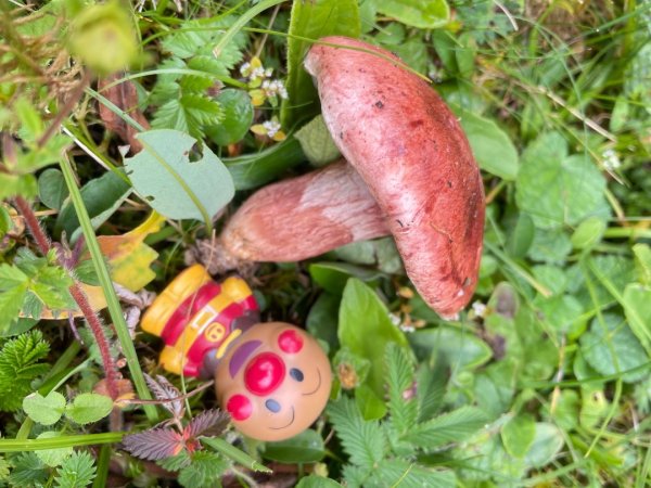 川藏33天深度之旅💙#稻城亞丁-來古冰川2902365