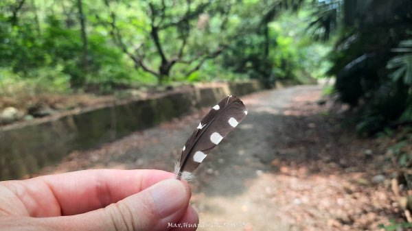 《南投》峰峰相連｜草屯九九峰森林步道O型202509062879269