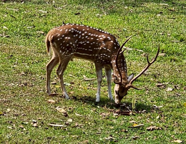 尼泊爾奇旺國家公園4天三夜2788907