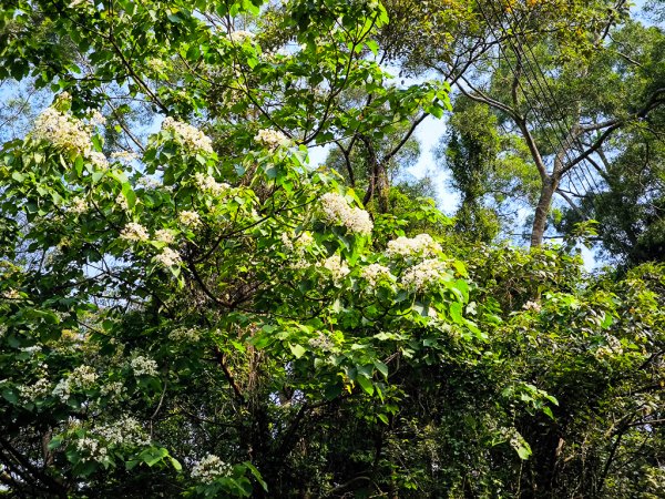 2025-04-27 三員縱走2772040