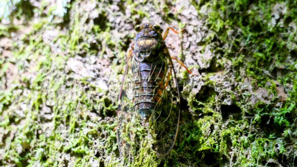 環七星山步道2837898