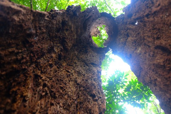 光影森林-那結山縱走貴妃山773715