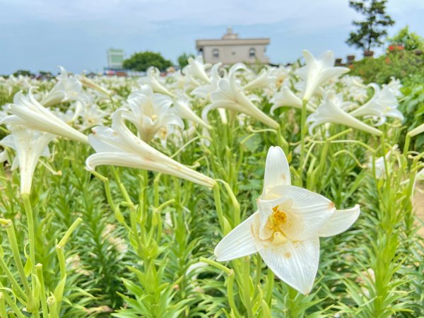 白千層鐵炮百合園、綠韻大道悠遊    2024.5.72498447