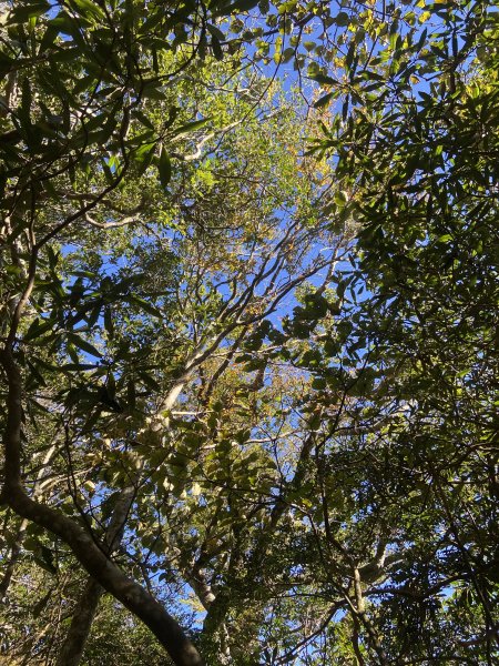 114.11.16 北得拉曼追黃金山毛櫸2937873