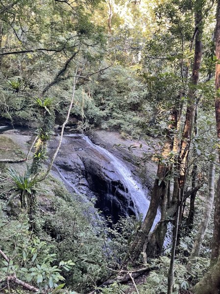 卡保逐鹿山毛欅2935498