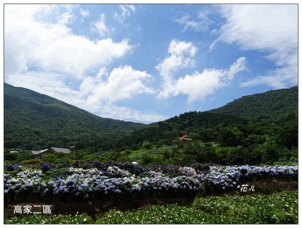 竹子湖/繡球花開985391