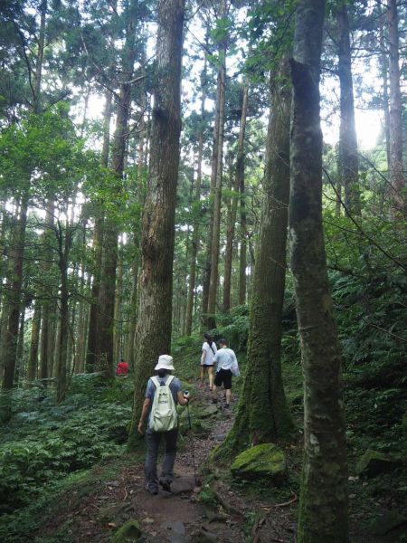 桃園東眼山森林浴20180728373276