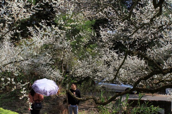 【南投~信義 】牛稠坑賞梅1254945