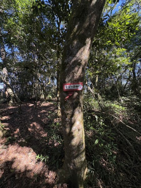20251116鳴海山、網子山登山步道2938400