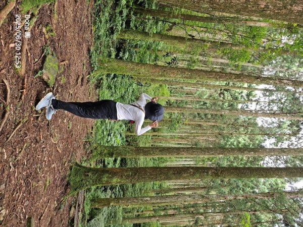 桃園小百岳東眼山(H1212m)2844639