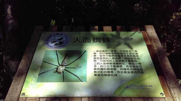 【臺北親山拓印趣】林蔭青蔥的大崙頭尾山738362