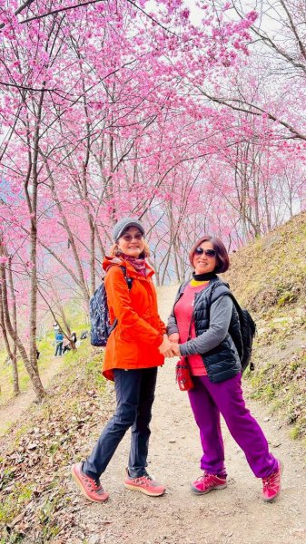 🌈2/19（四）-20（五）司馬庫斯櫻花季2日✨FB：熊熊趴爬走 🌈3004404