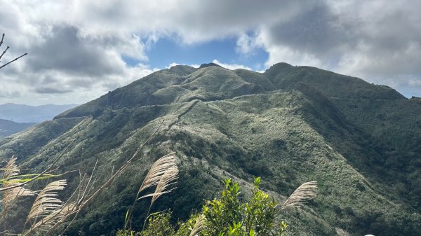 黃金三稜賞芒花2950882