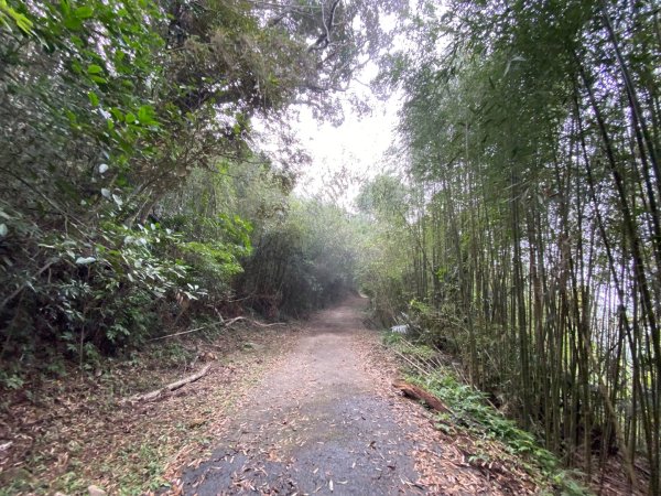 037苗栗泰安-馬那邦山2604686