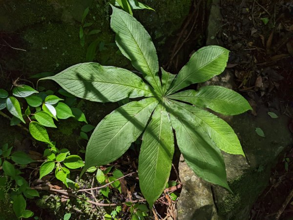 橫龍山騰龍山1726335