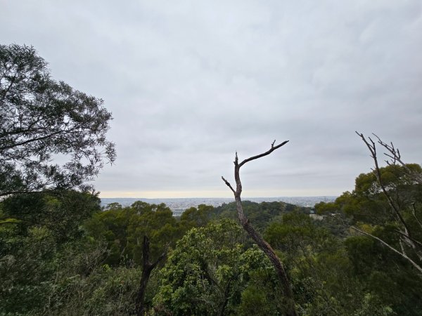 台中大坑9號／9之1／6號／7號O繞3連峰（西平山／平和山／大山母山）2709815