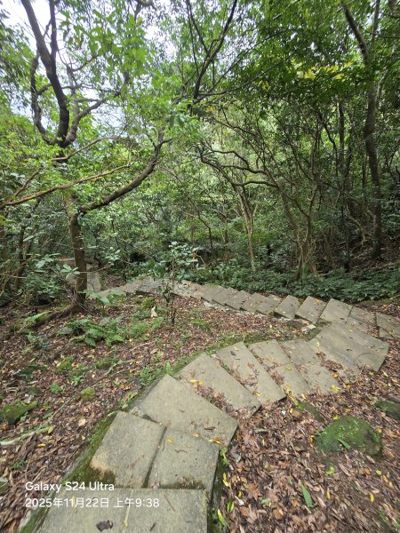 2025-11-22微笑山線：【五分山系】平溪小黃山段2943293