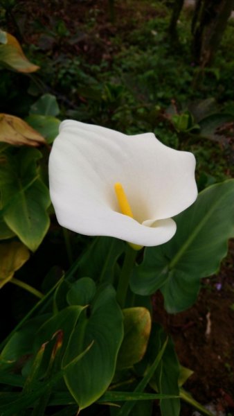 璀璨百年淡蘭古道～崩山坑古道、溪尾寮山、保城坑古道、虎豹潭步道O走1313449